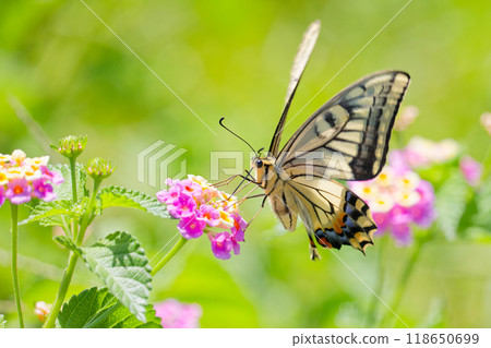 Swallowtail butterfly drinking nectar from lantana 118650699