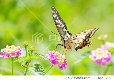Swallowtail butterfly resting on a lantana flower Swallowtail butterfly resting on a lantana flower 118650700