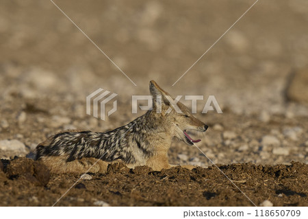 Black-backed Jackal Black-backed Jackal 118650709