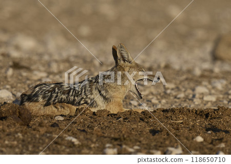 Black-backed Jackal 118650710