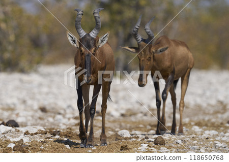 Red Hartebeest 118650768