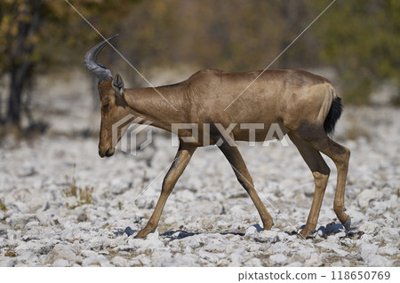 Red Hartebeest 118650769