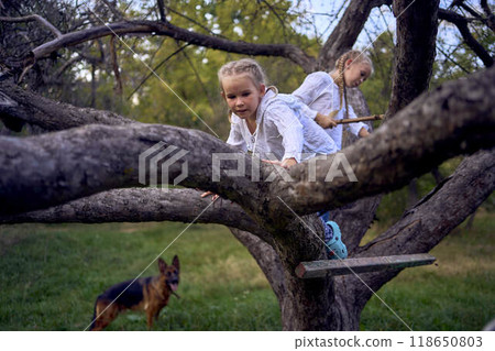 little sisters girl climb a tree, their dog look from below, camping with the children little sisters girl climb a tree, their dog look from below, camping with the children 118650803