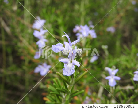 Rosemary, a flower of the mint family that blooms in summer Rosemary, a flower of the mint family that blooms in summer 118650892