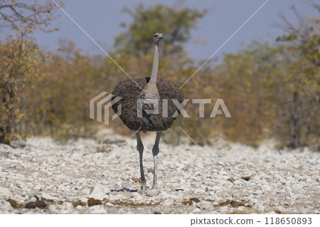 Female Ostrich 118650893
