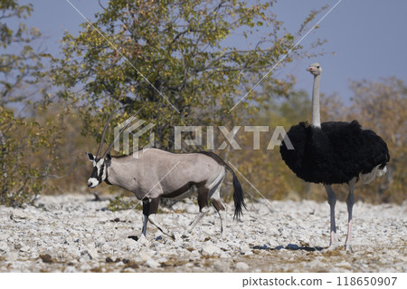 Gemsbok in Etosha National Park 118650907