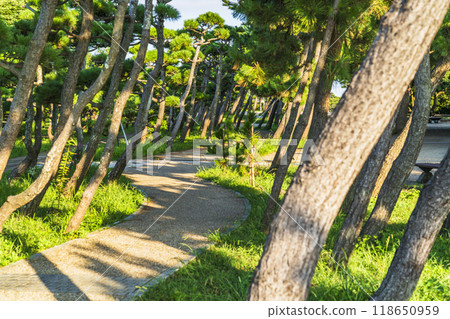 Scenery of the pine forest at Jogashima Park [Miura City, Kanagawa Prefecture] 118650959