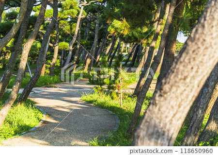 Scenery of the pine forest at Jogashima Park [Miura City, Kanagawa Prefecture] 118650960