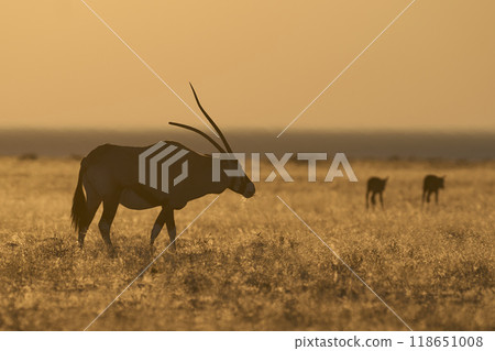 Group of Gemsbok at sunrise Group of Gemsbok at sunrise 118651008
