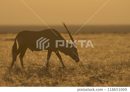 Group of Gemsbok at sunrise Group of Gemsbok at sunrise 118651009