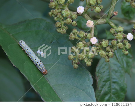 Larvae of the common cutworm resting on a Cabbage leaf 118651124