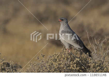 Pale Chanting Goshawk Pale Chanting Goshawk 118651146