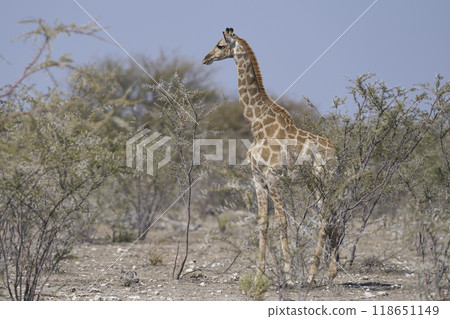 Young Giraffe in Etosha National Park Young Giraffe in Etosha National Park 118651149