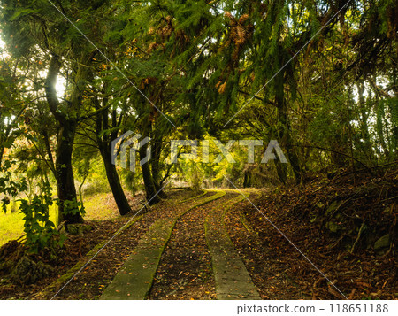 綠色森林步道 118651188