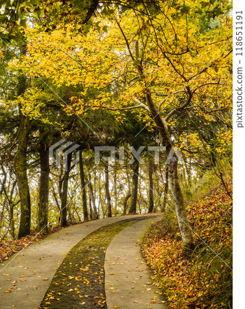 green forest trail green forest trail 118651191