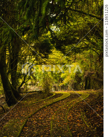 green forest trail 118651226