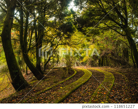 green forest trail 118651227