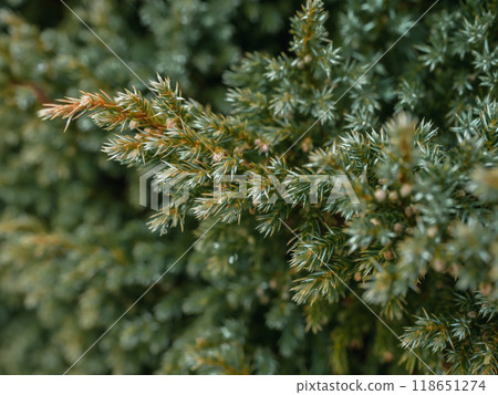 高山綠色植物 118651274