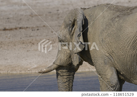 Large bull African elephant drinking at a waterhole 118651529