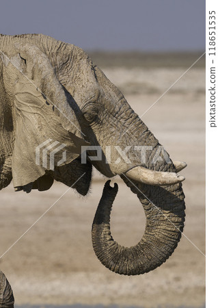 Large bull African elephant drinking at a waterhole Large bull African elephant drinking at a waterhole 118651535