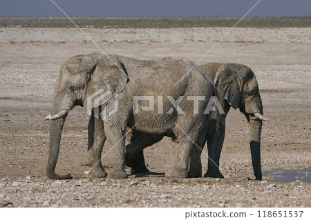 Large bull African elephant drinking at a waterhole Large bull African elephant drinking at a waterhole 118651537
