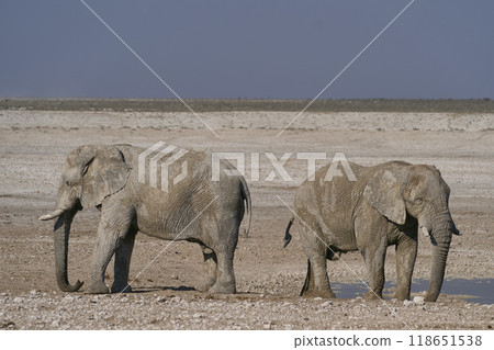 Large bull African elephant drinking at a waterhole Large bull African elephant drinking at a waterhole 118651538