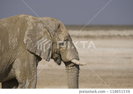 Large bull African elephant drinking at a waterhole Large bull African elephant drinking at a waterhole 118651539