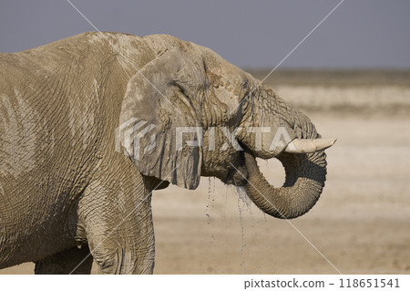Large bull African elephant drinking at a waterhole Large bull African elephant drinking at a waterhole 118651541