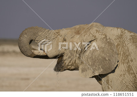Large bull African elephant drinking at a waterhole 118651551