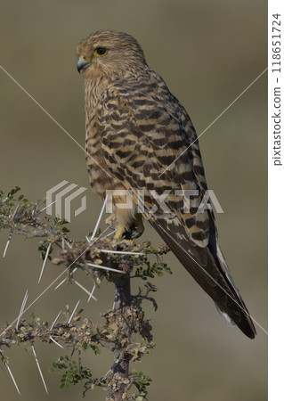 Greater Kestrel Greater Kestrel 118651724