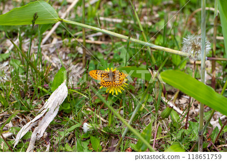 Scarlet Leopard 118651759