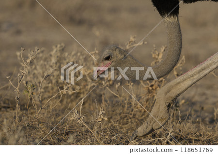 Male Ostrich feeding Male Ostrich feeding 118651769