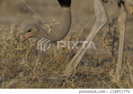 Male Ostrich feeding 118651770