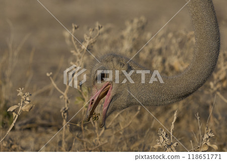 Male Ostrich feeding Male Ostrich feeding 118651771