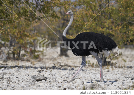Male Ostrich 118651824