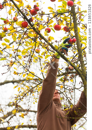 A man plucks apples 118651826