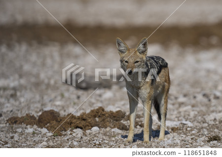 Black-backed Jackal Black-backed Jackal 118651848