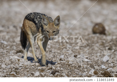 Black-backed Jackal Black-backed Jackal 118651849