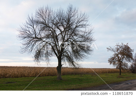 A tree without leaves in late autumn against the background of a cloudy sky A tree without leaves in late autumn against the background of a cloudy sky 118651870