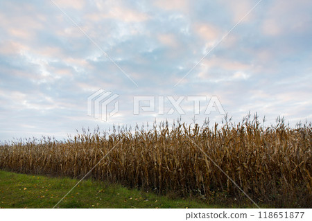 Autumn field on the background of a beautiful dawn sky Autumn field on the background of a beautiful dawn sky 118651877