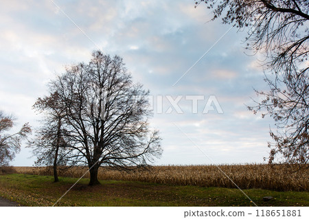 A trees without leaves in late autumn A trees without leaves in late autumn 118651881