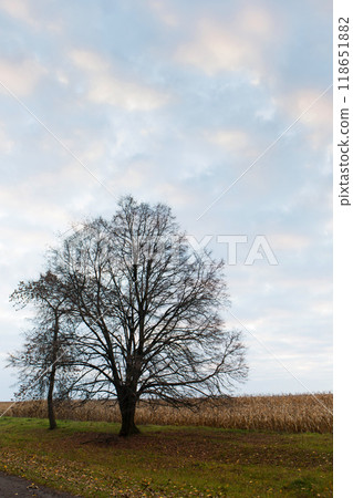 A tree without leaves in late autumn at dawn 118651882