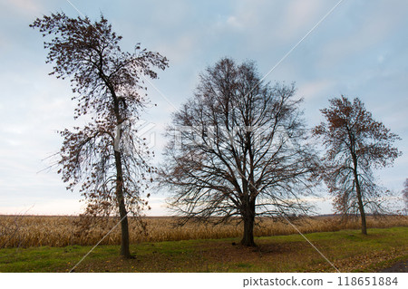 A trees without leaves in late autumn against the background of a cloudy sky A trees without leaves in late autumn against the background of a cloudy sky 118651884