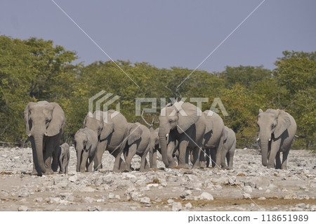 African elephant at a waterhole 118651989