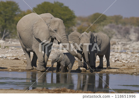 African elephant at a waterhole 118651996
