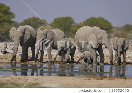 African elephant at a waterhole 118652000