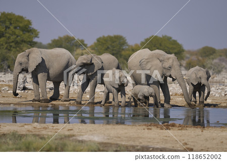 African elephant at a waterhole 118652002