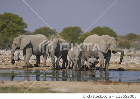 African elephant at a waterhole 118652003