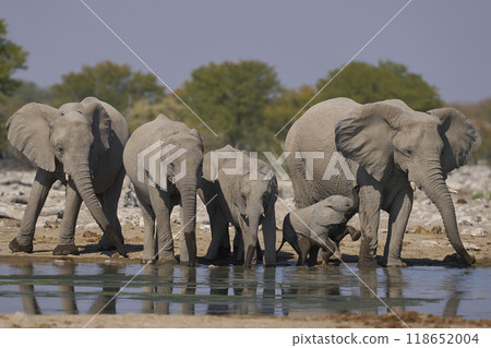 African elephant at a waterhole 118652004