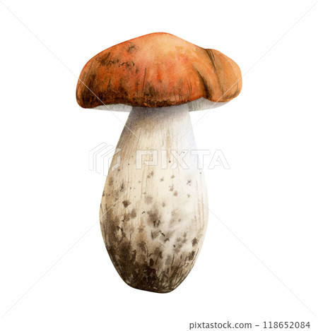 Watercolor boletus mushroom realistic illustration isolated on white. Forest fall edible fungus plant. Hand drawn woodland botanical sketch for realistic designs 118652084